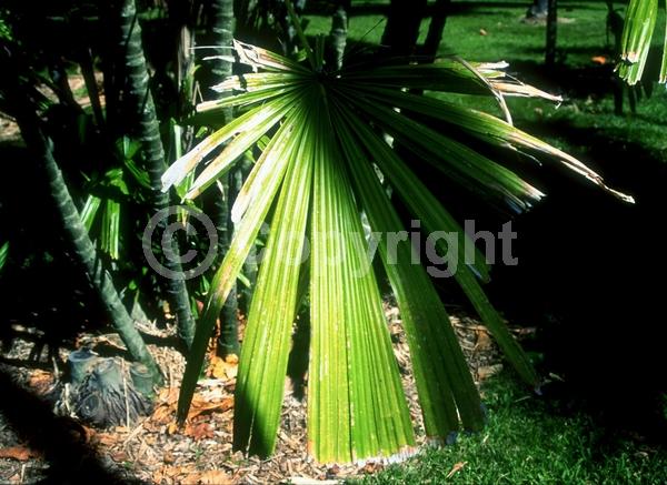 White blooms; Evergreen; Needles or needle-like leaf