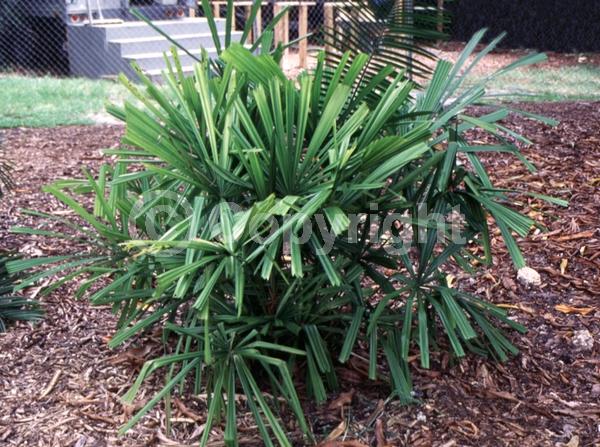 White blooms; Evergreen; Needles or needle-like leaf