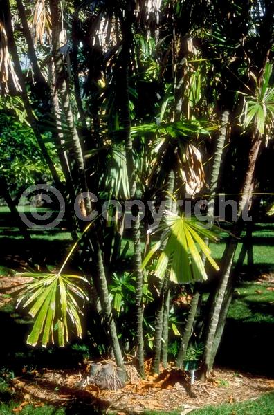 White blooms; Evergreen; Needles or needle-like leaf