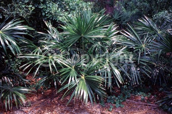 Yellow blooms; Evergreen; Broadleaf