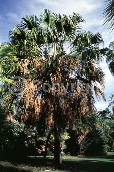 Yellow blooms; Evergreen; Broadleaf