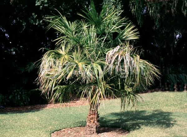 White blooms; Evergreen; Broadleaf