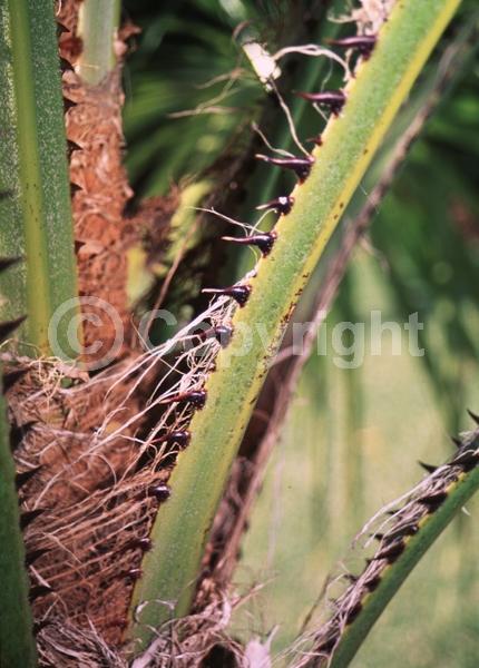 White blooms; Evergreen; Broadleaf
