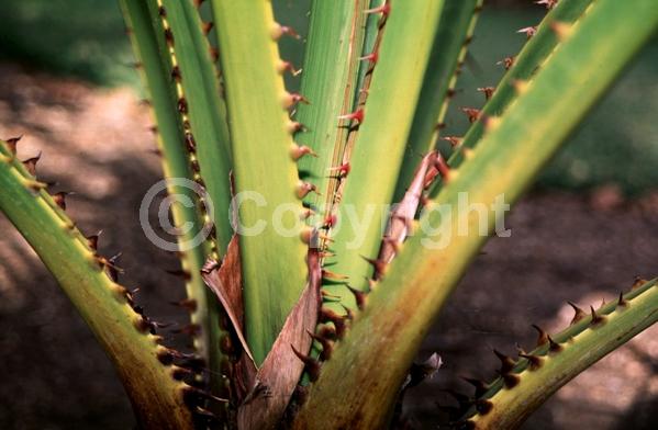 White blooms; Evergreen; Broadleaf