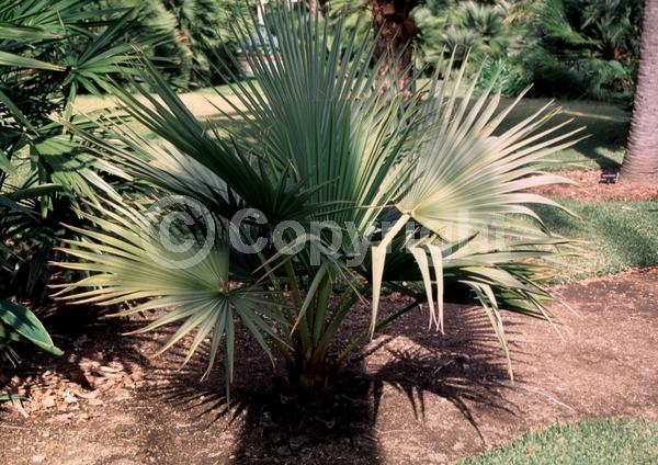 White blooms; Evergreen; Broadleaf