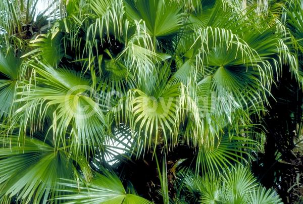 White blooms; Evergreen; Broadleaf