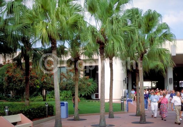 White blooms; Evergreen; Broadleaf