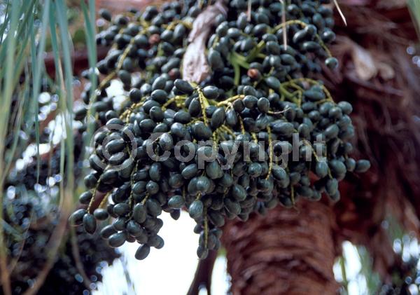 White blooms; Evergreen; Broadleaf