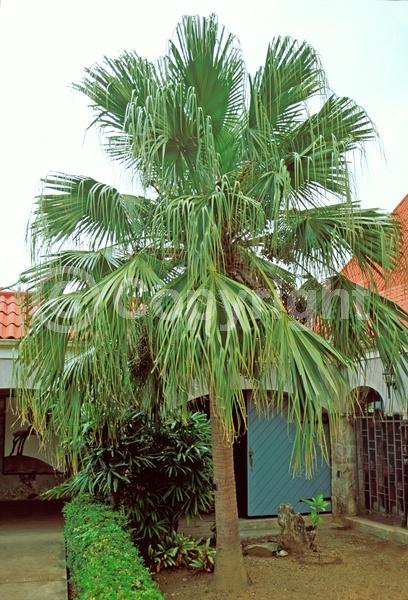 White blooms; Evergreen; Broadleaf