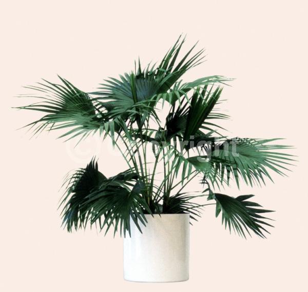 White blooms; Evergreen; Broadleaf