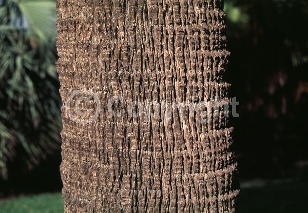 Yellow blooms; Evergreen; Broadleaf