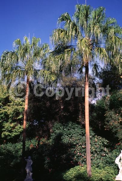 Yellow blooms; Evergreen; Broadleaf