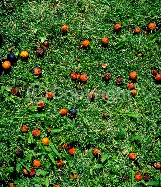 White blooms; Evergreen; Broadleaf