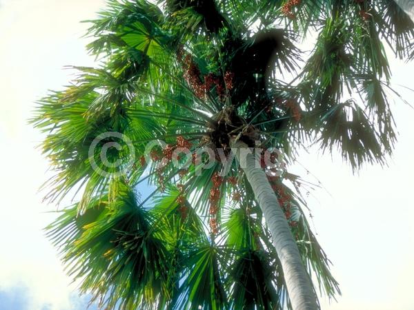 White blooms; Evergreen; Broadleaf