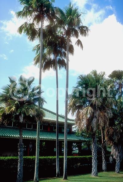 White blooms; Evergreen; Broadleaf