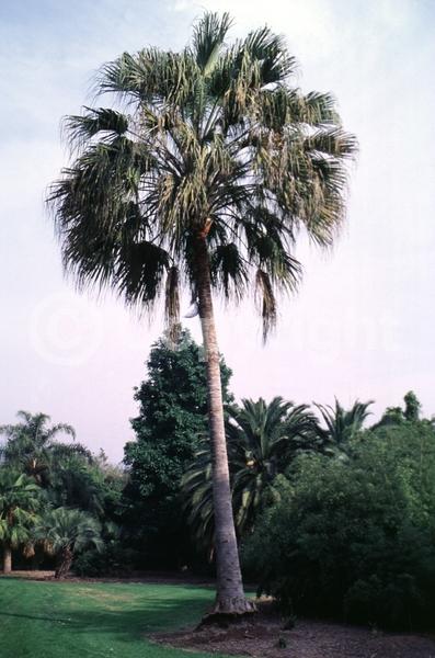 Yellow blooms; Evergreen; Broadleaf
