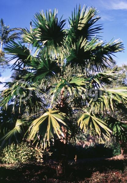 White blooms; Evergreen; Broadleaf