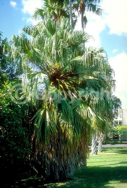 White blooms; Evergreen; Broadleaf