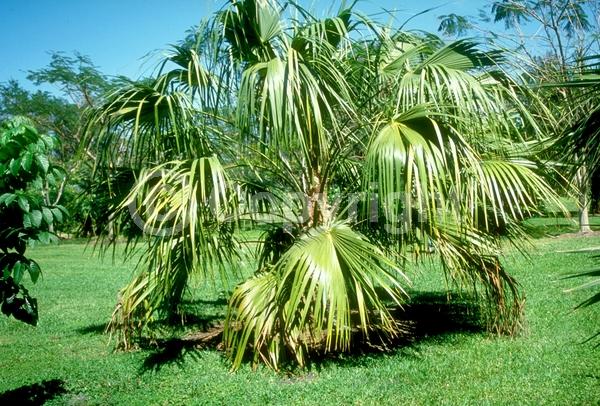 White blooms; Evergreen; Broadleaf