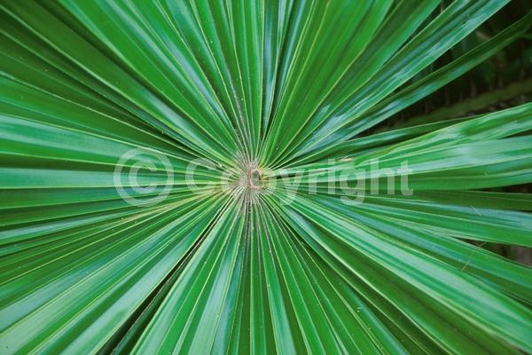 Yellow blooms; Evergreen; Broadleaf