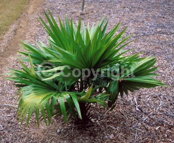 Yellow blooms; Evergreen; Broadleaf
