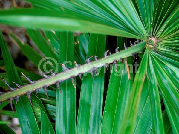 Yellow blooms; Evergreen; Broadleaf