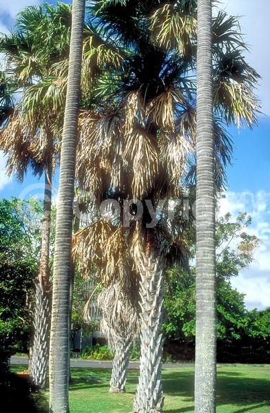 Yellow blooms; White blooms; Evergreen; Broadleaf