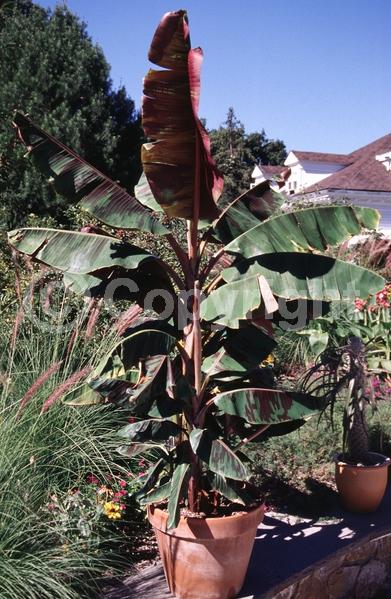 Yellow blooms; White blooms; Evergreen; Broadleaf