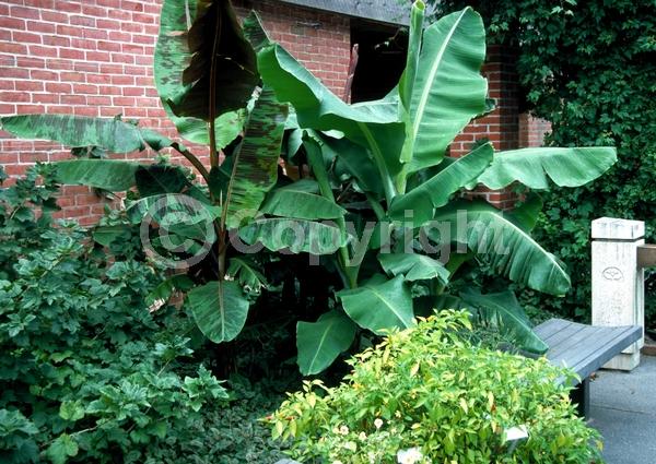 Orange blooms; Purple blooms; Evergreen; Broadleaf