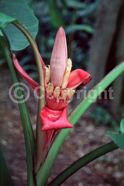 Orange blooms; Purple blooms; Evergreen; Broadleaf