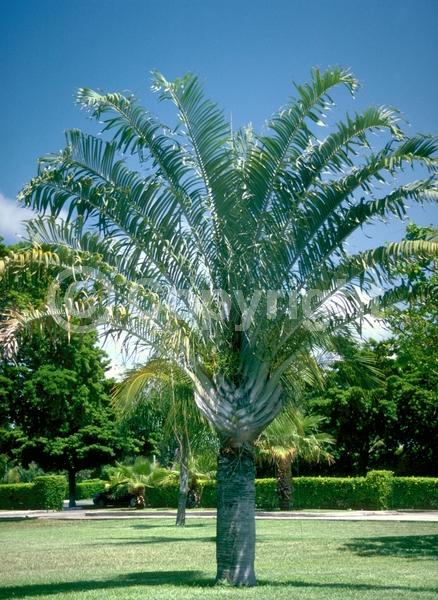 White blooms; Evergreen; Broadleaf