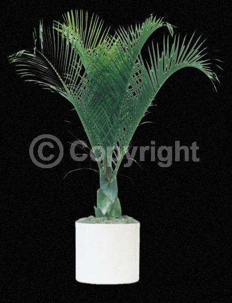 White blooms; Evergreen; Broadleaf