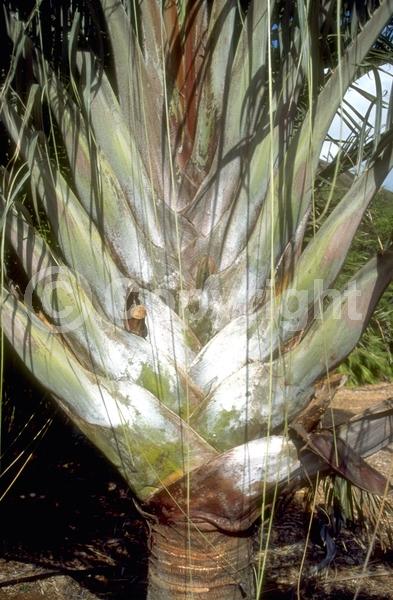 White blooms; Evergreen; Broadleaf