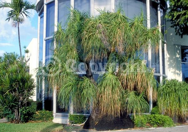Yellow blooms; White blooms; Evergreen; Broadleaf; North American Native