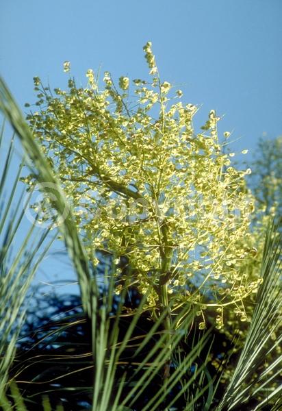 Yellow blooms; White blooms; Evergreen; Broadleaf; North American Native
