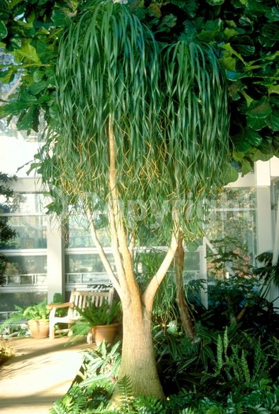 Yellow blooms; White blooms; Evergreen; Broadleaf; North American Native