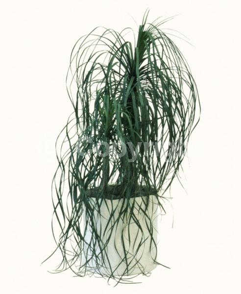 Yellow blooms; White blooms; Evergreen; Broadleaf; North American Native