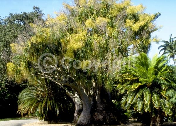 Yellow blooms; White blooms; Evergreen; Broadleaf; North American Native