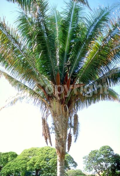 Yellow blooms; Evergreen