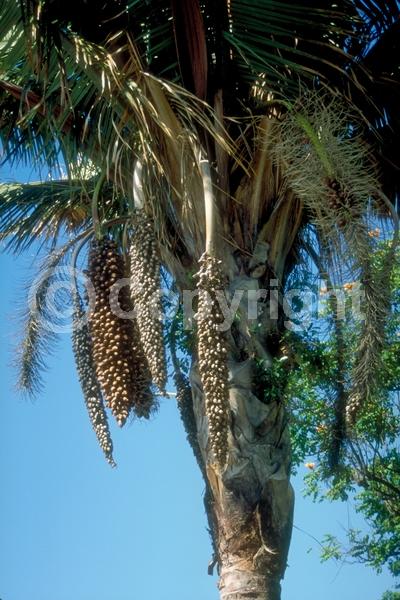 Yellow blooms; Evergreen