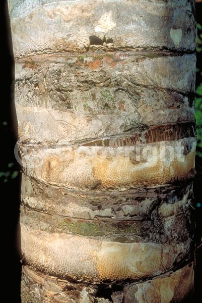 Yellow blooms; Evergreen