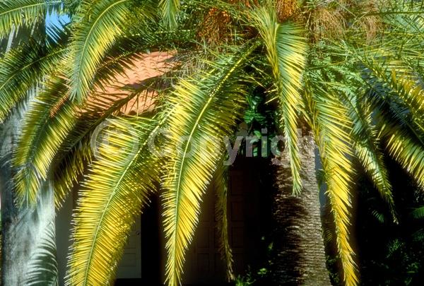 White blooms; Evergreen