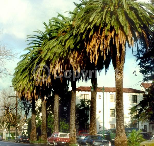 White blooms; Evergreen