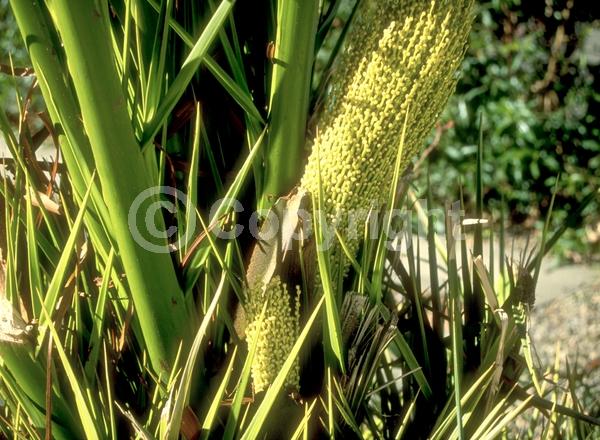 White blooms; Evergreen