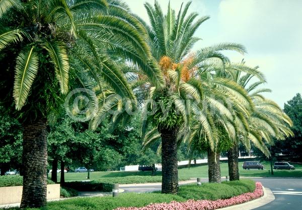 White blooms; Evergreen