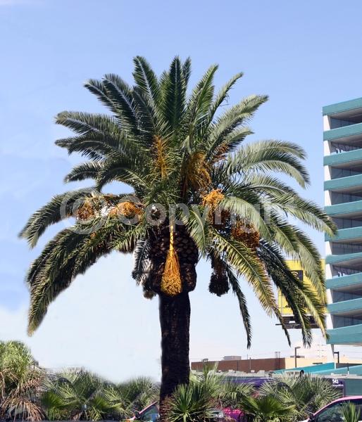 White blooms; Evergreen