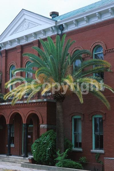 White blooms; Evergreen