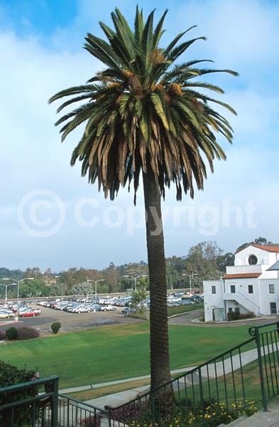 White blooms; Evergreen