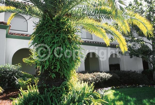 White blooms; Evergreen