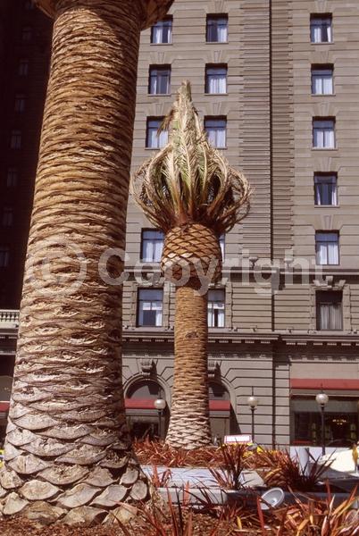 White blooms; Evergreen